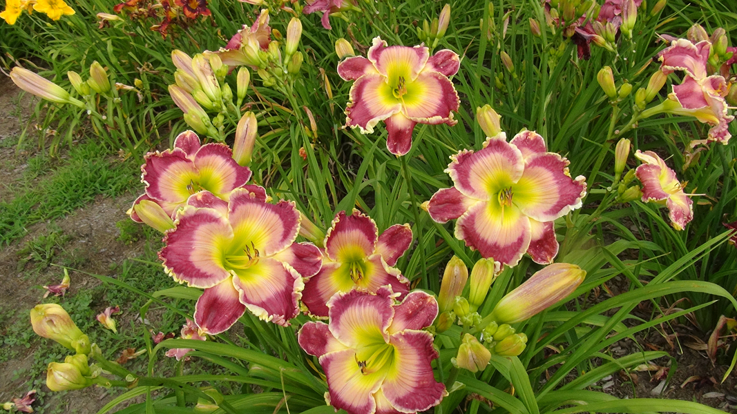 Carol Bender