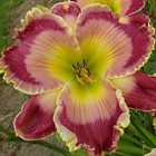 Carol Bender