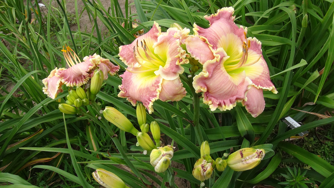 Devonshire Lass