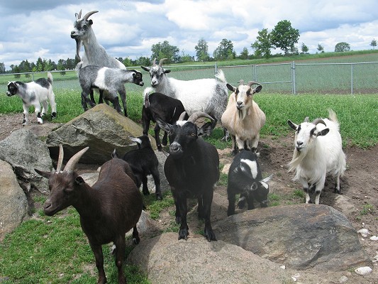 Goats at Culver Farm