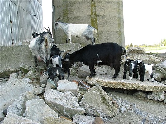 Goats and babies