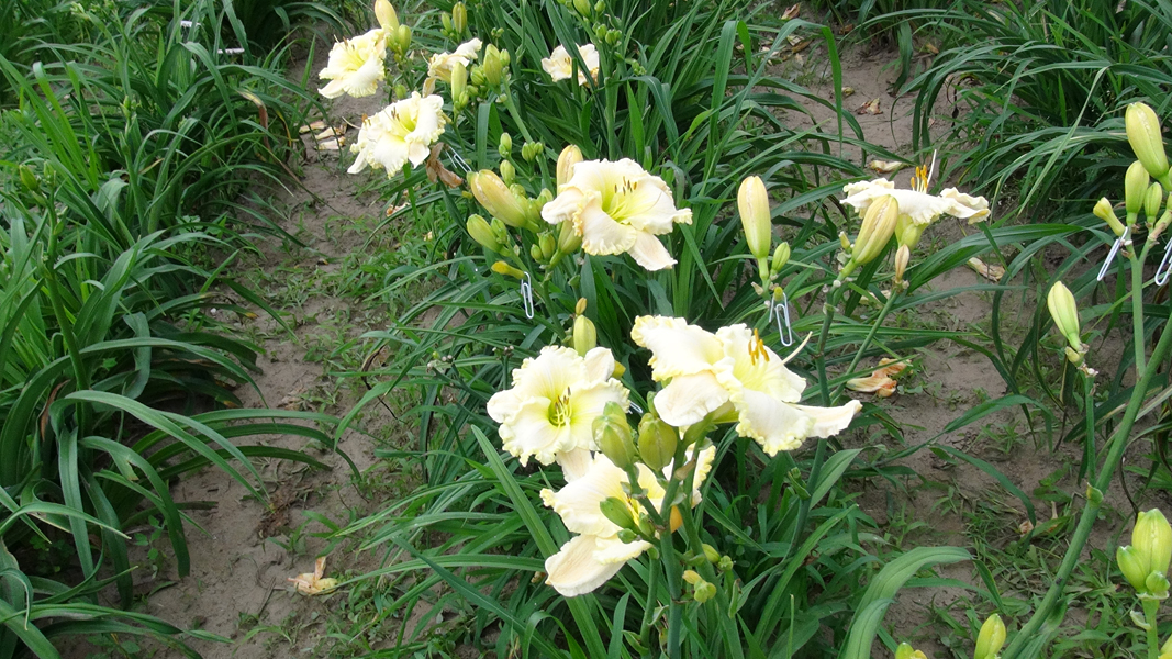 White Chapel